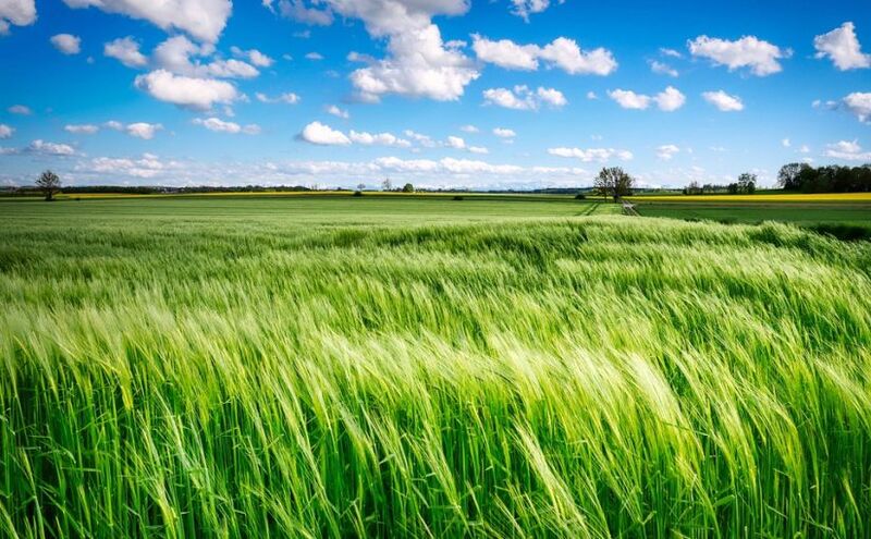 What is Agriculture